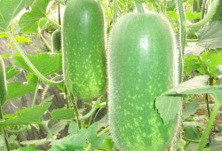 911爆料大揭秘 吃瓜大瓜事件,吃瓜群众眼中的惊天大瓜事件